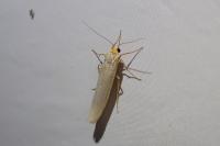 Eilema caniola