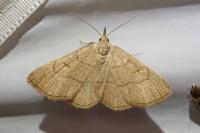 Paracolax tristalis