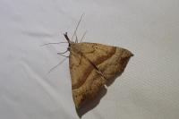 Hypena proboscidalis