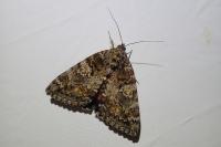 Catocala sponsa