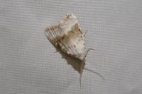Meganola albula