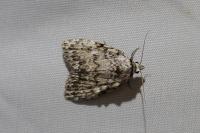 Meganola strigula