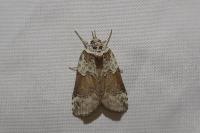Nycteola siculana