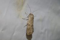 Spodoptera exigua