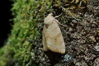 Cosmia trapezina