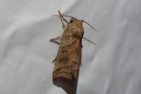 Ipimorpha retusa