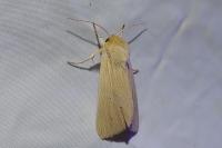 Mythimna pallens