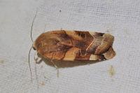 Noctua fimbriata