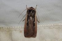 Ochropleura leucogaster