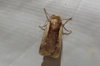 Ochropleura plecta