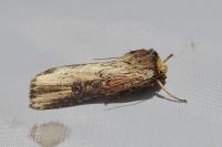 Axylia putris