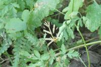 Euplagia quadripunctaria