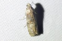 Phycita roborella