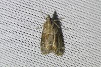 Eudonia mercurella