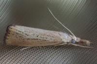 Agriphila straminella