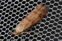 Homoeosoma sinuella