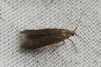 Coleophora