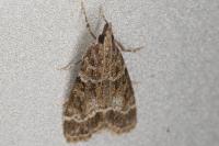 Eudonia mercurella