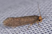 Cephimallota crassiflavella