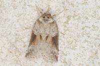 Nycteola siculana