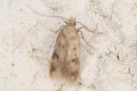 Borkhausenia nefrax