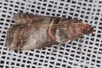 Acrobasis advenella
