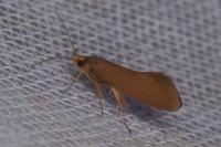 Crassa unitella