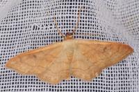 Idaea rubraria