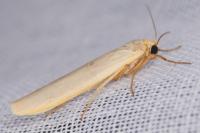 Eilema caniola