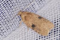 Agonopterix propinquella