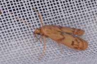 Homoeosoma sinuella