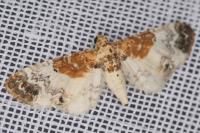 Eupithecia breviculata