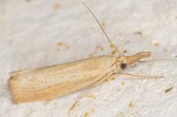 Agriphila straminella