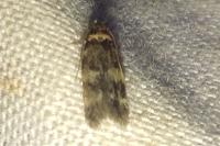 Oegoconia
