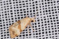 Phalonidia contractana