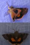 Noctua janthe