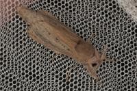 Phragmataecia castaneae