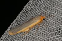 Manulea complana