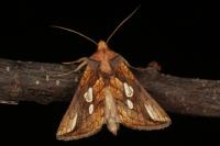 Plusia festucae