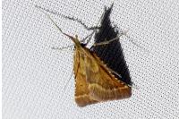Synaphe punctalis