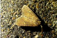 Mesapamea secalella/secalis