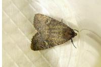 Mesapamea secalella/secalis