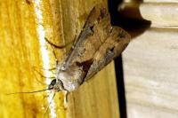 Agrotis ipsilon