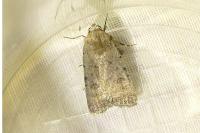 Caradrina clavipalpis