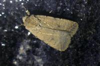 Caradrina clavipalpis