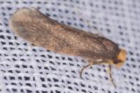 Cephimallota crassiflavella