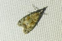 Eudonia mercurella