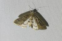 Parapoynx stratiotata