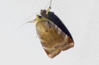 Noctua janthe/janthina