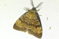 Lymantria dispar